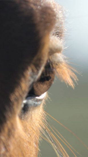 Auge_hochkant Auge_hochkant